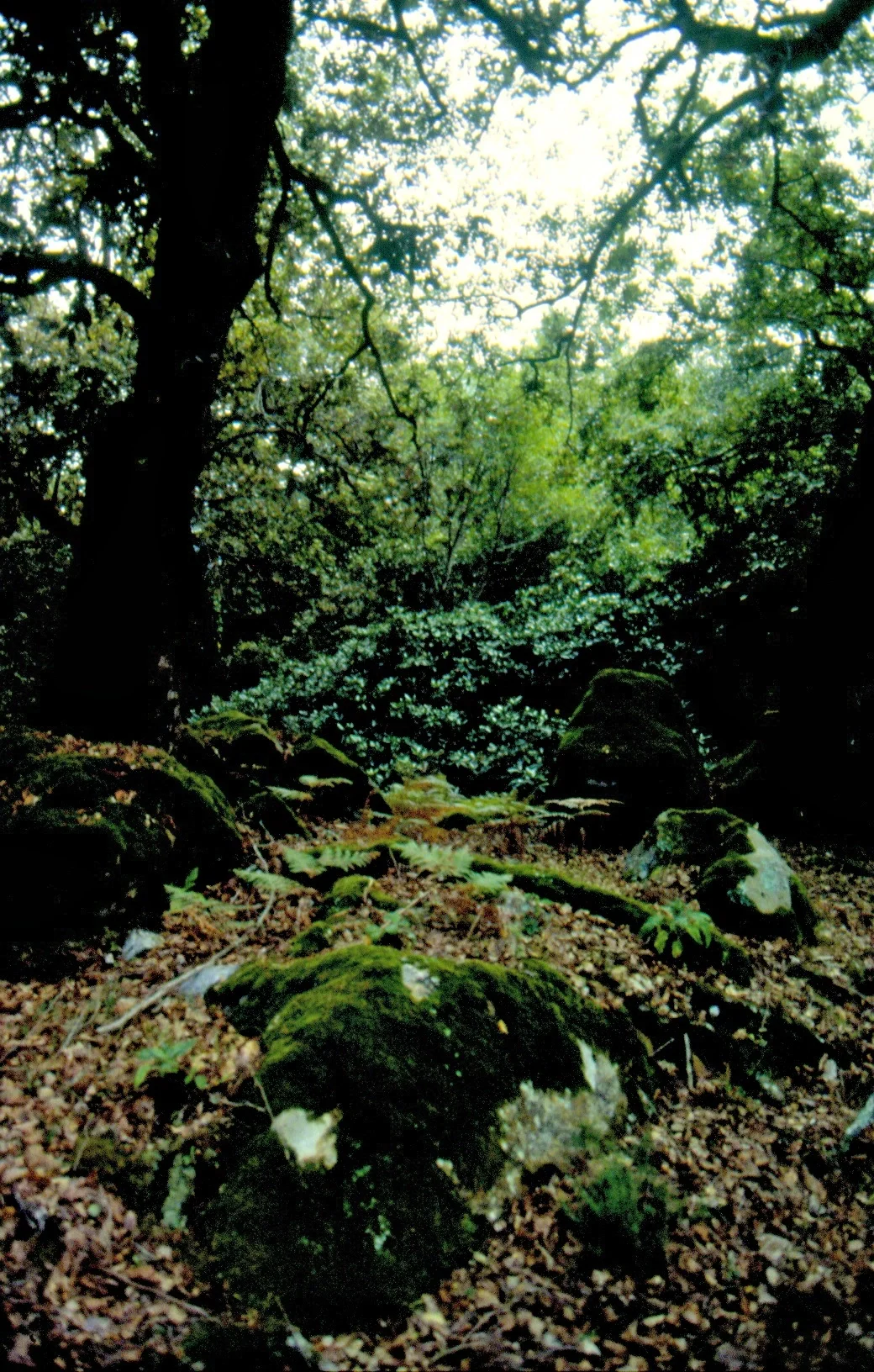 Shady forest in the mountains of the moon