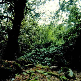 Shady forest in the mountains of the moon