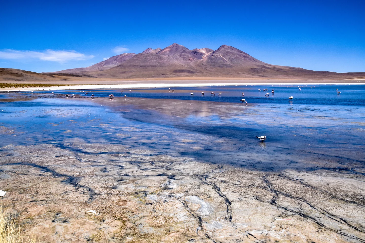 Laguna Canapa - the flamingo attraction