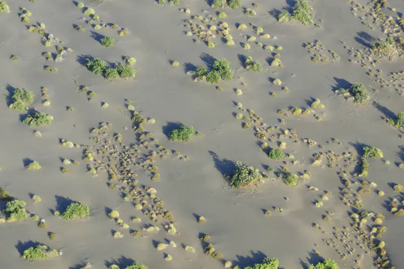Scattered bushes and palms in Suguta Valley sands, northern Kenya