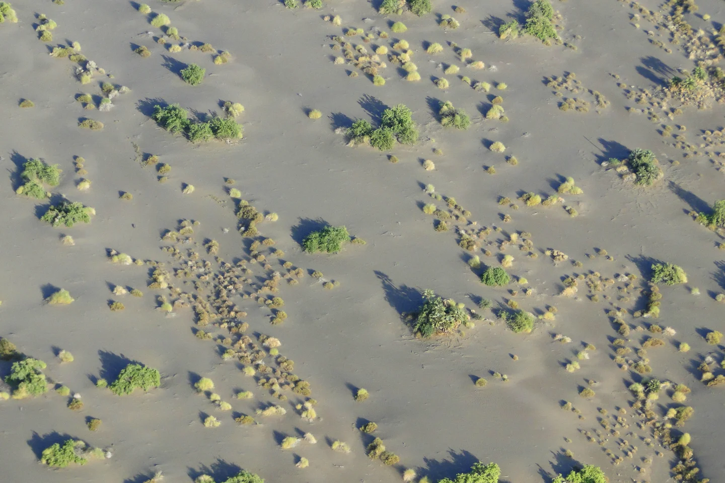 Scattered bushes and palms in Suguta Valley sands, northern Kenya