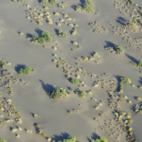 Scattered bushes and palms in Suguta Valley sands, northern Kenya