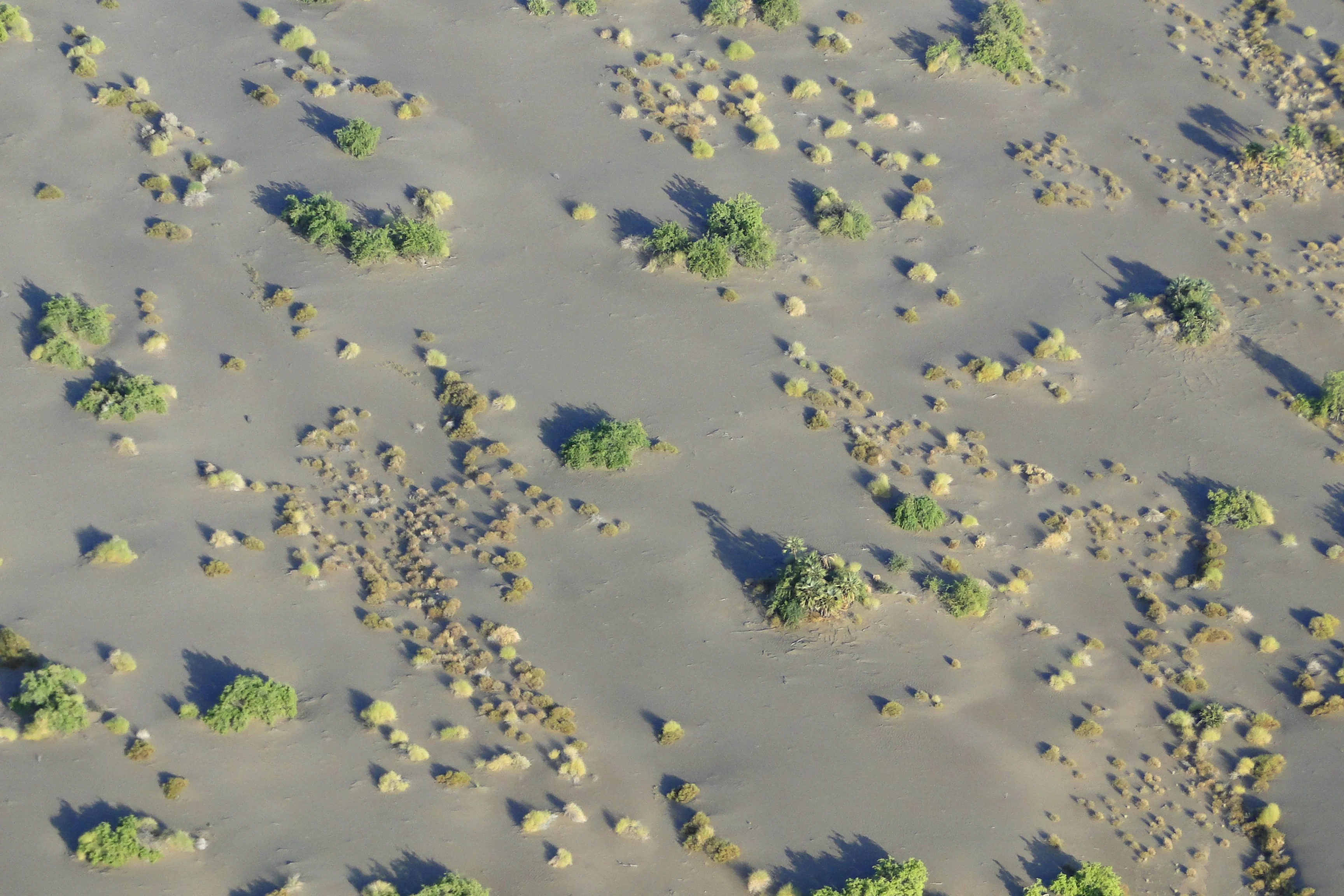 Scattered bushes and palms in Suguta Valley sands, northern Kenya