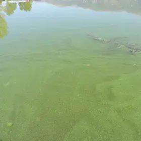 Lake eutrophication.