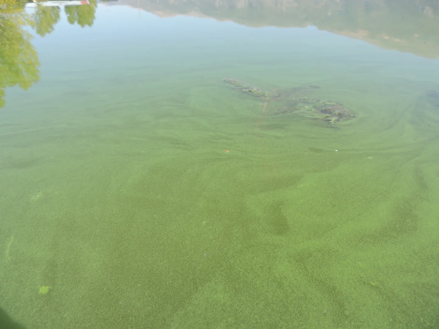 Lake eutrophication.