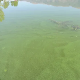 Lake eutrophication.