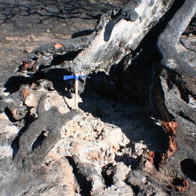 Ash released by burnt biomass