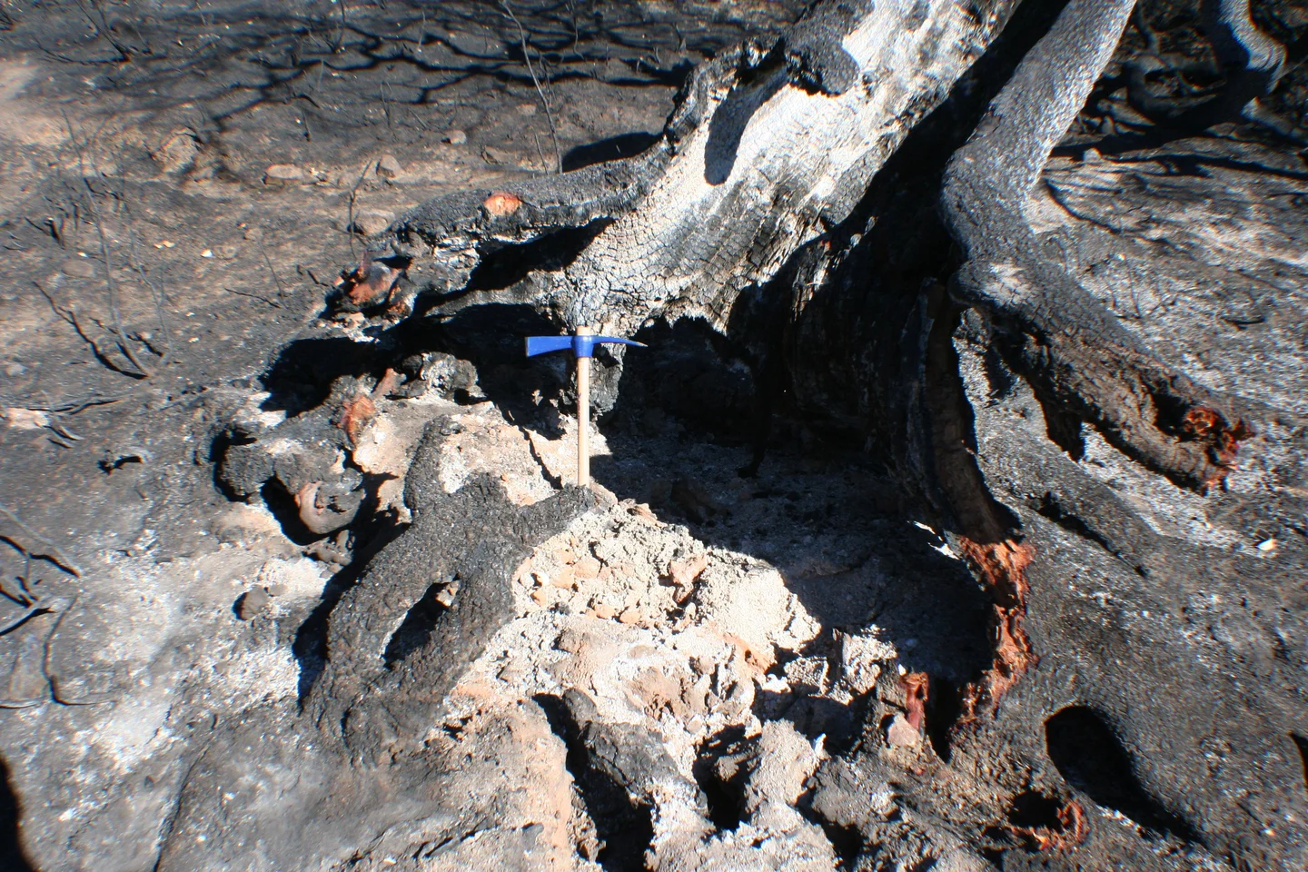 Ash released by burnt biomass