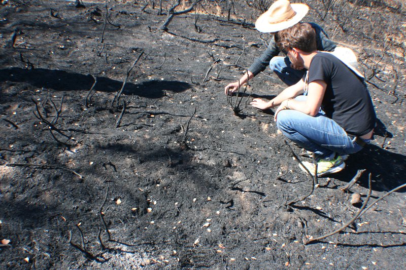 Soil scientists in action: Arturo and Adrián, examining a burnt soil
