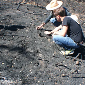 Soil scientists in action: Arturo and Adrián, examining a burnt soil