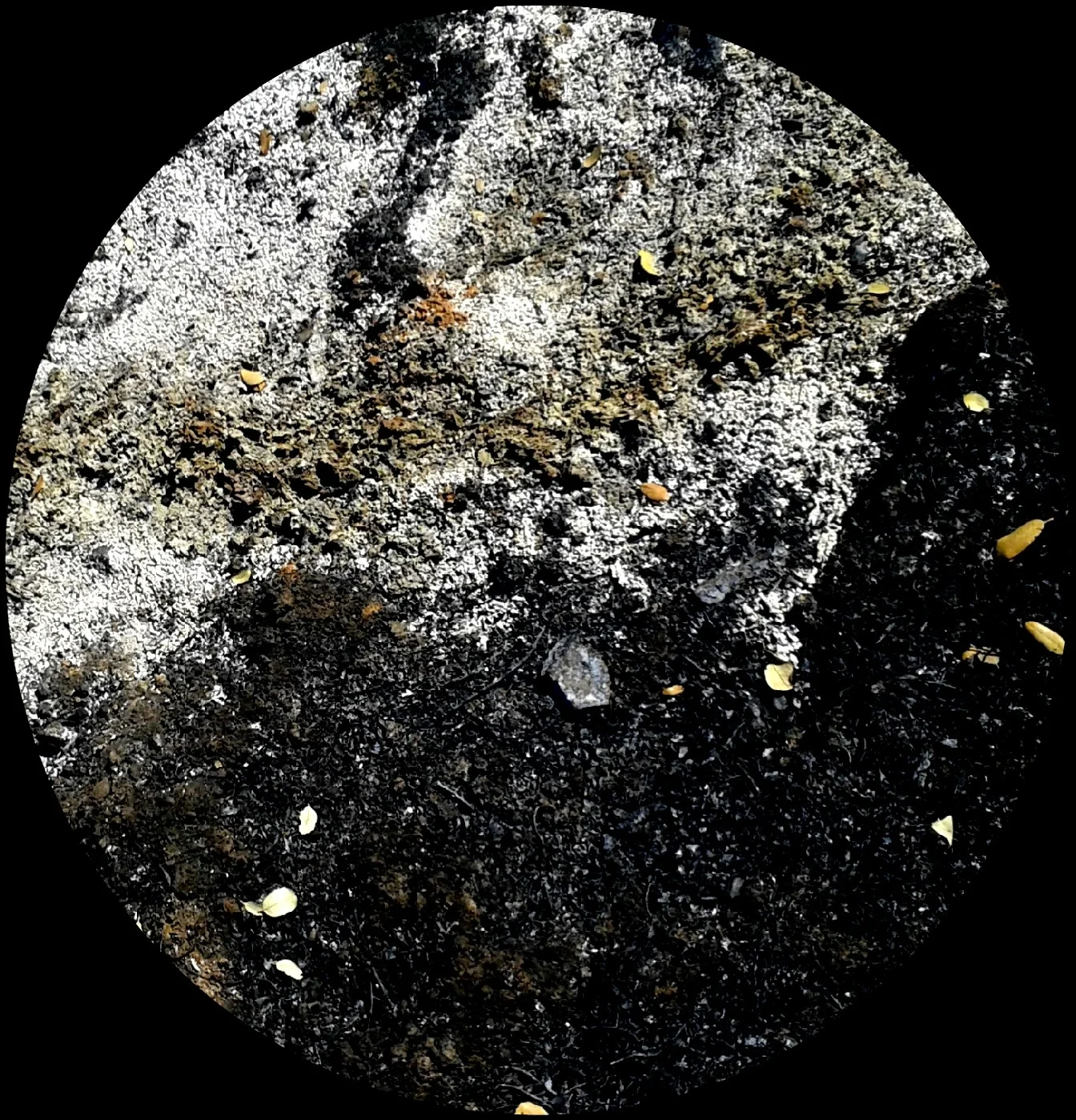 Ashes Ying-Yang Circle