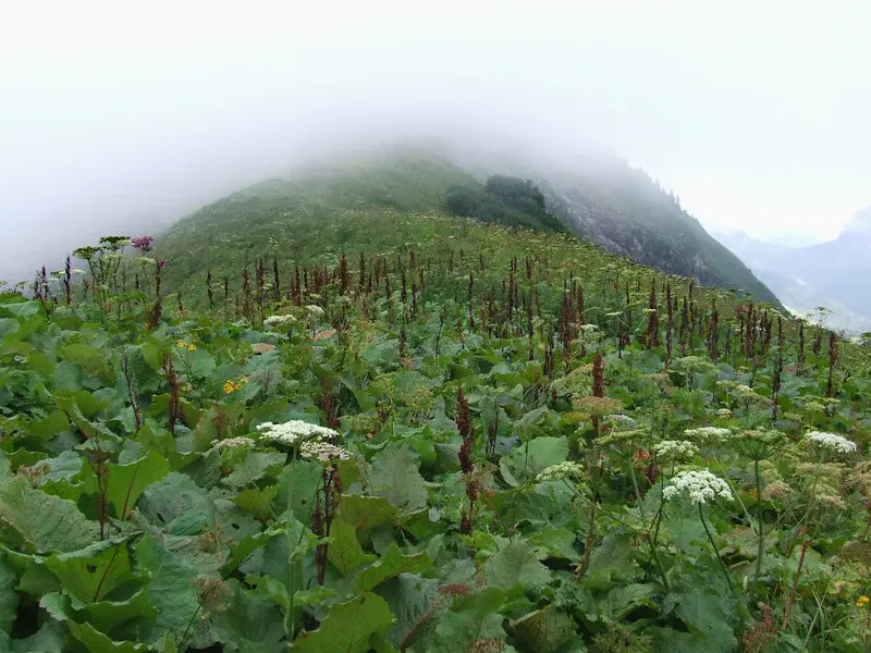 What the disappearing fog reveals