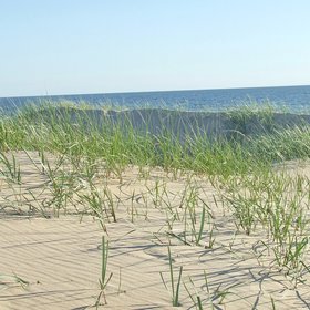 Coastal dune vegetation
