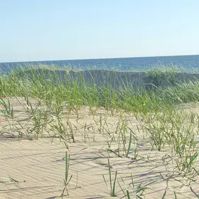 Coastal dune vegetation