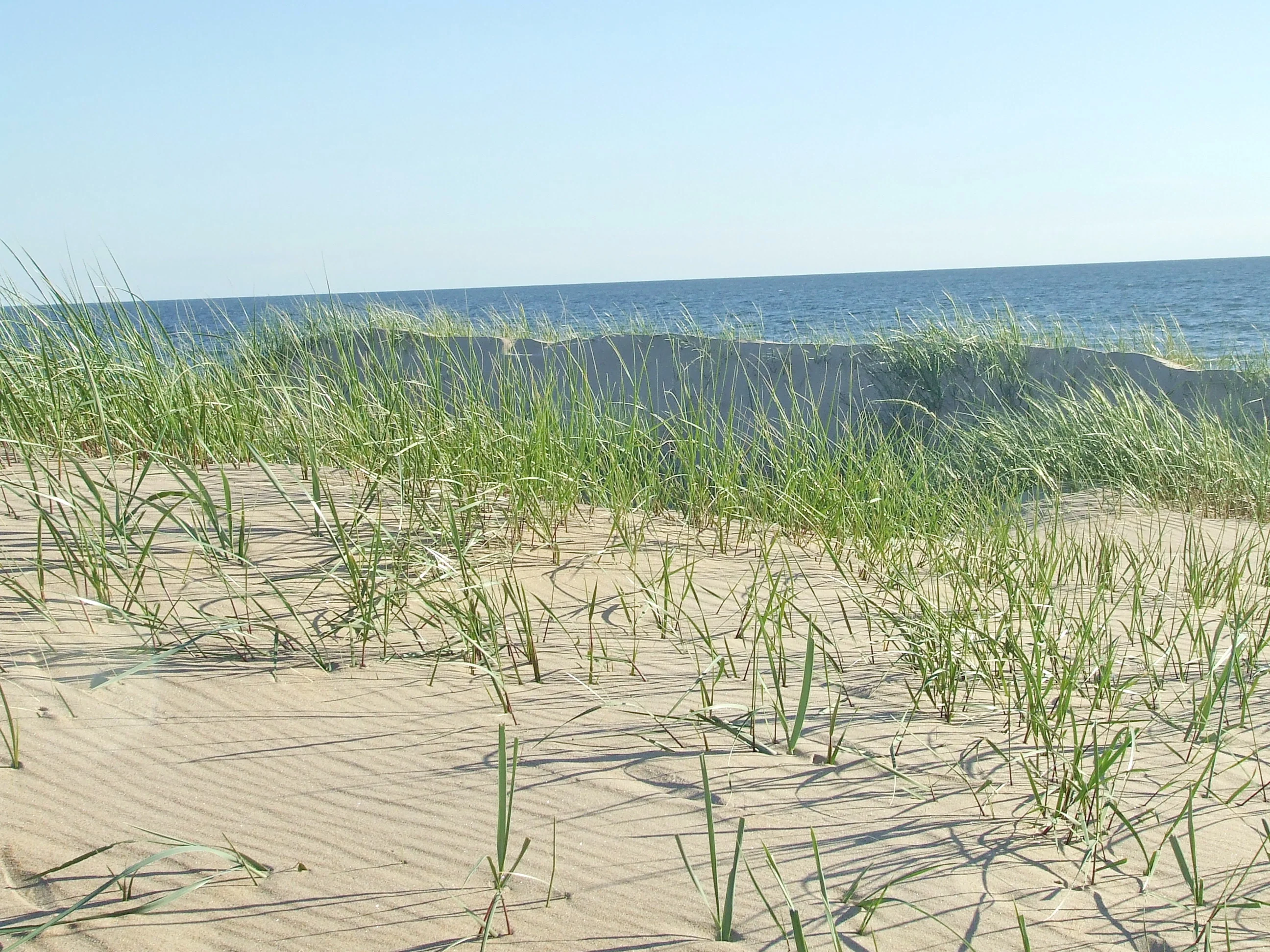 Coastal dune vegetation