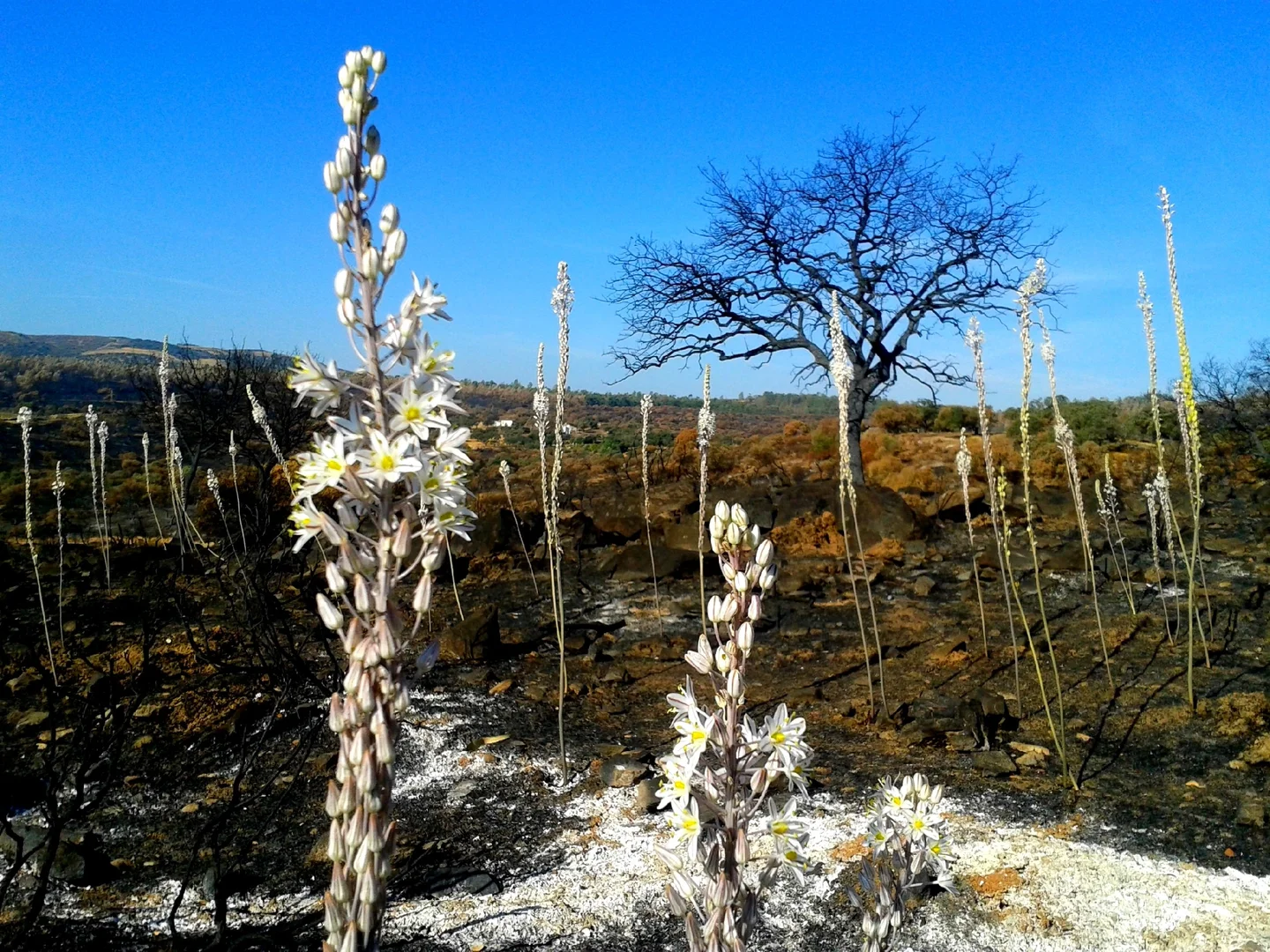 Life after death by fire