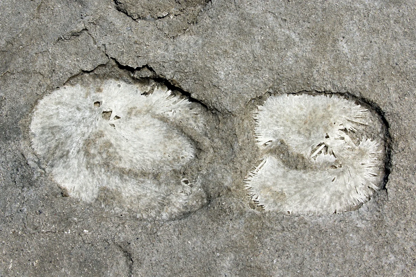 Salt precipitation after a walk near the Great Salt Lake