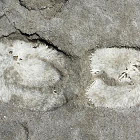 Salt precipitation after a walk near the Great Salt Lake