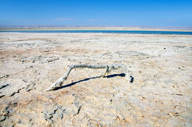 Salt covered branch at the Dead Sea shoreline