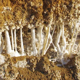 Evaporite drip stones at the Dead Sea