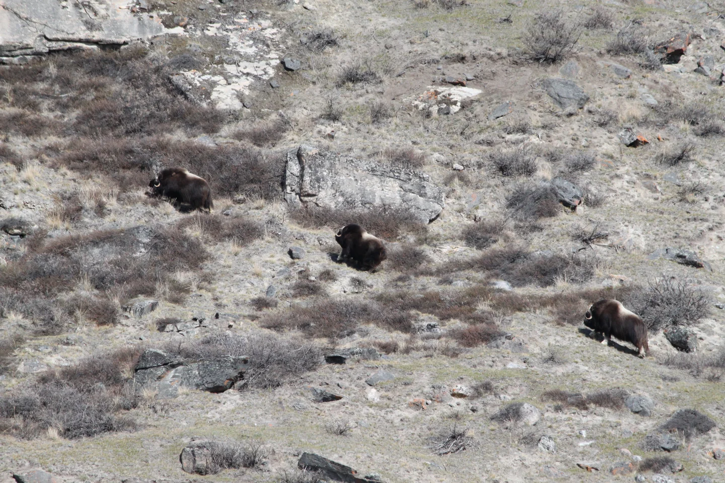 muskox (Ovibos moschatus)
