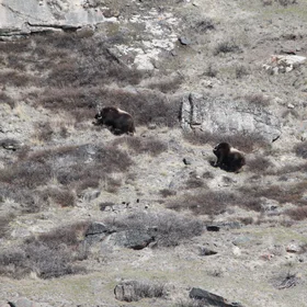 muskox (Ovibos moschatus)