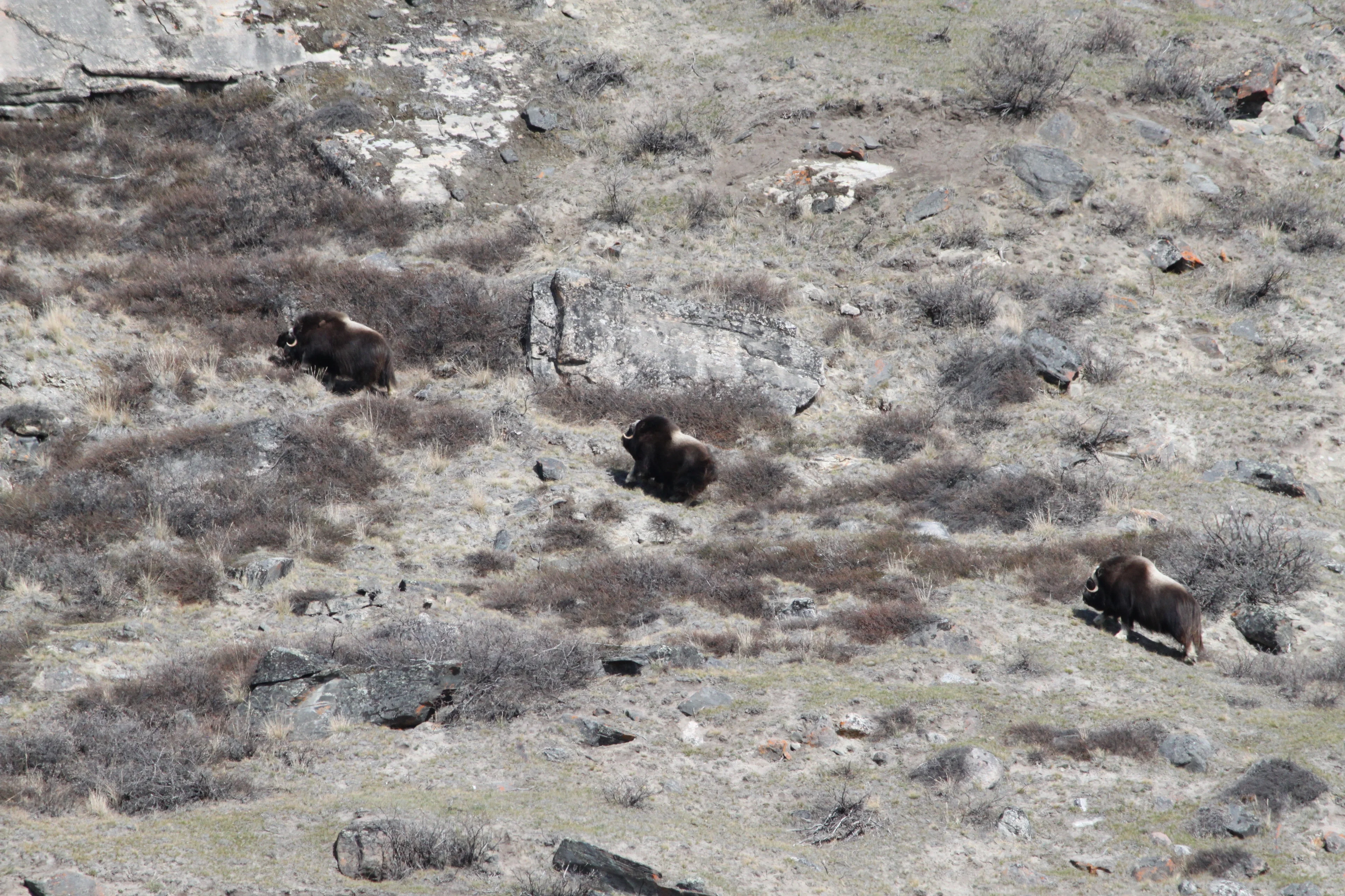 muskox (Ovibos moschatus)
