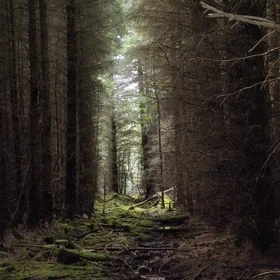 The green desert - forestry plantation
