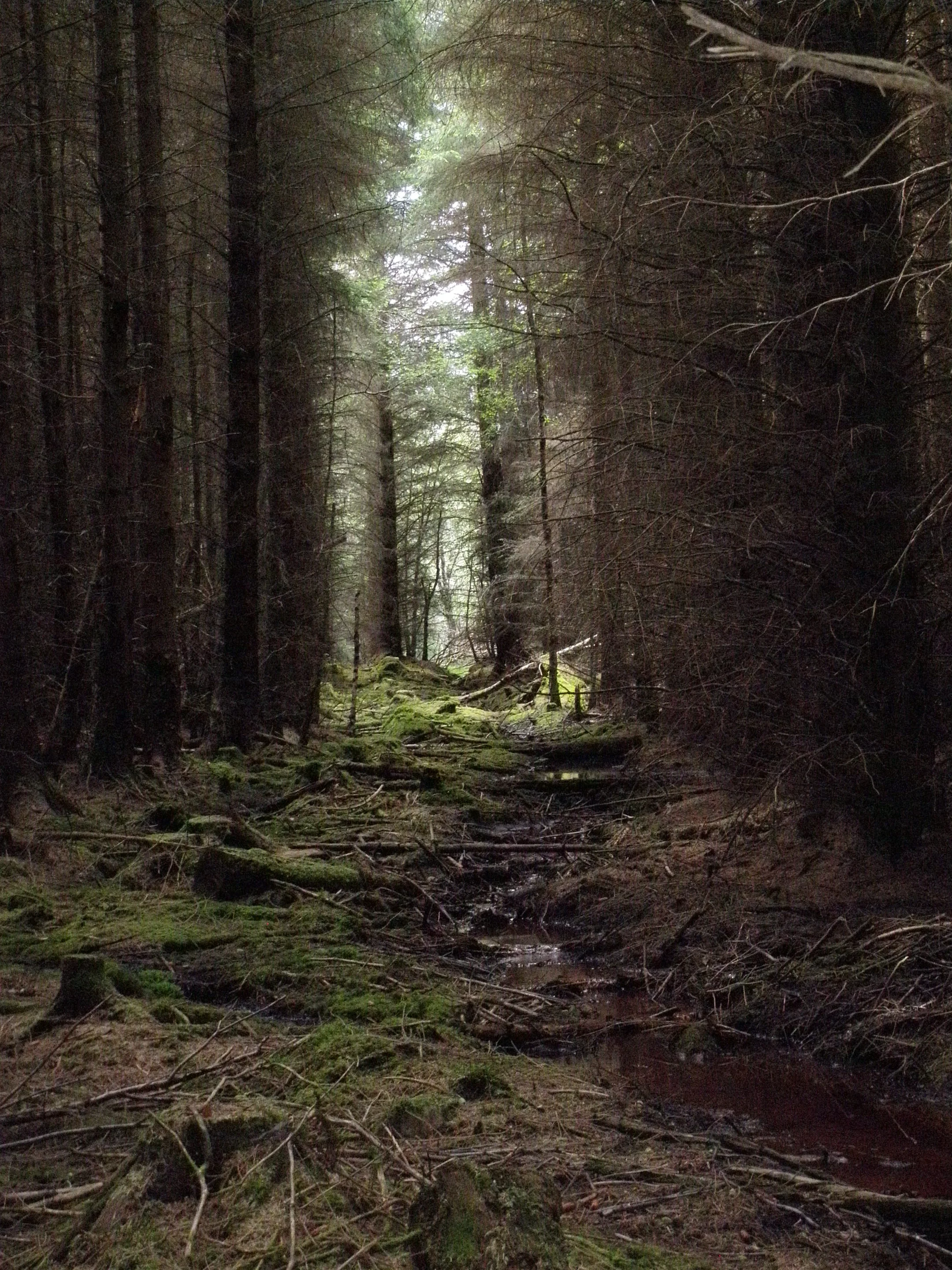 The green desert - forestry plantation