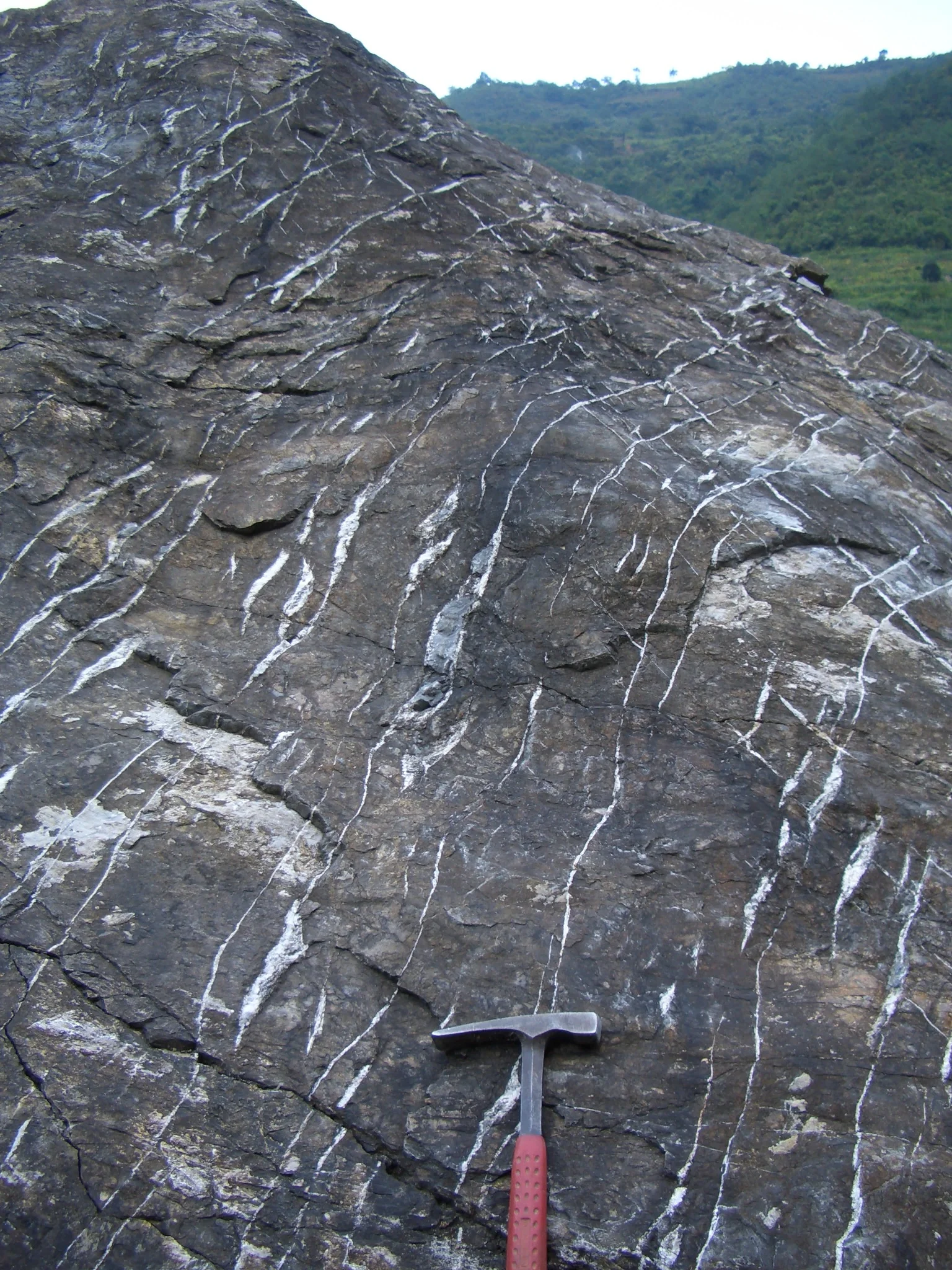 Veins in a ductile shear zone
