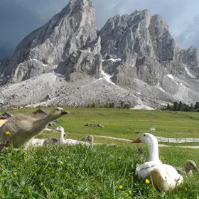 Ducks in the Dolomites