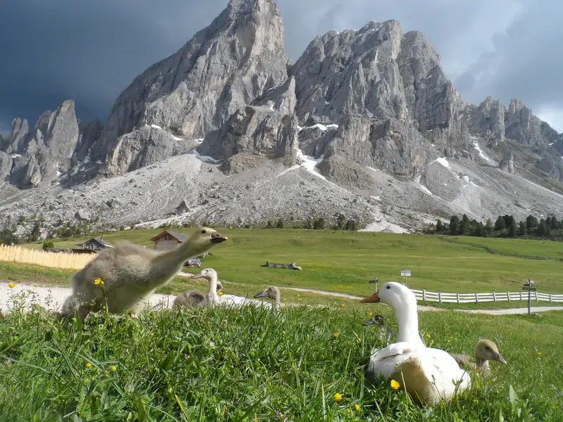 Ducks in the Dolomites