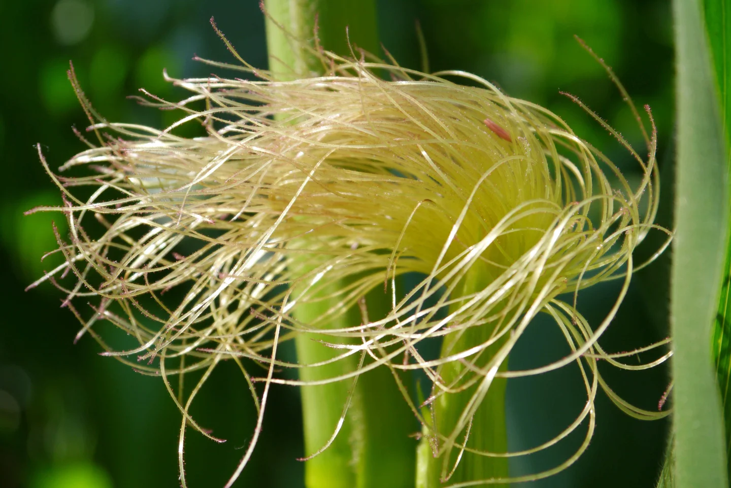 Maize silk - female inflorescence of Zea mays