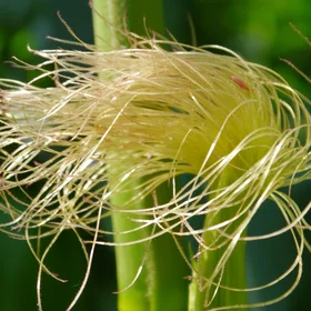 Maize silk - female inflorescence of Zea mays