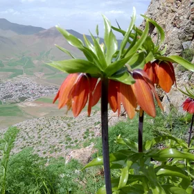 Iranian village in spring