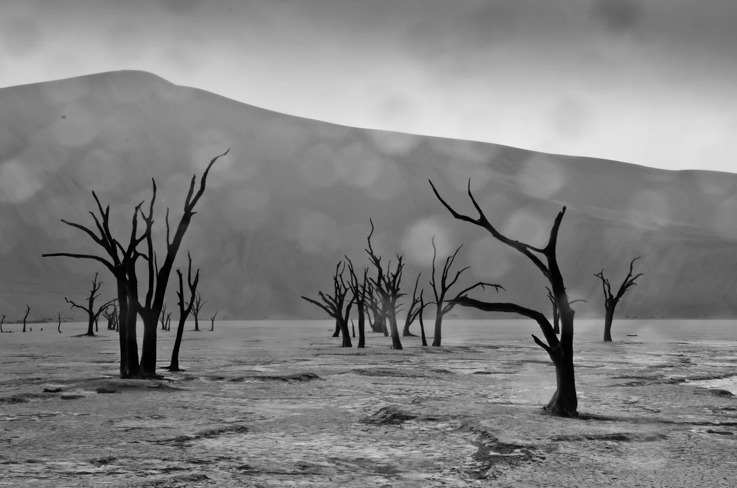 Rain in the Namib Desert