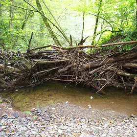 Beaver dam in the Ardennes