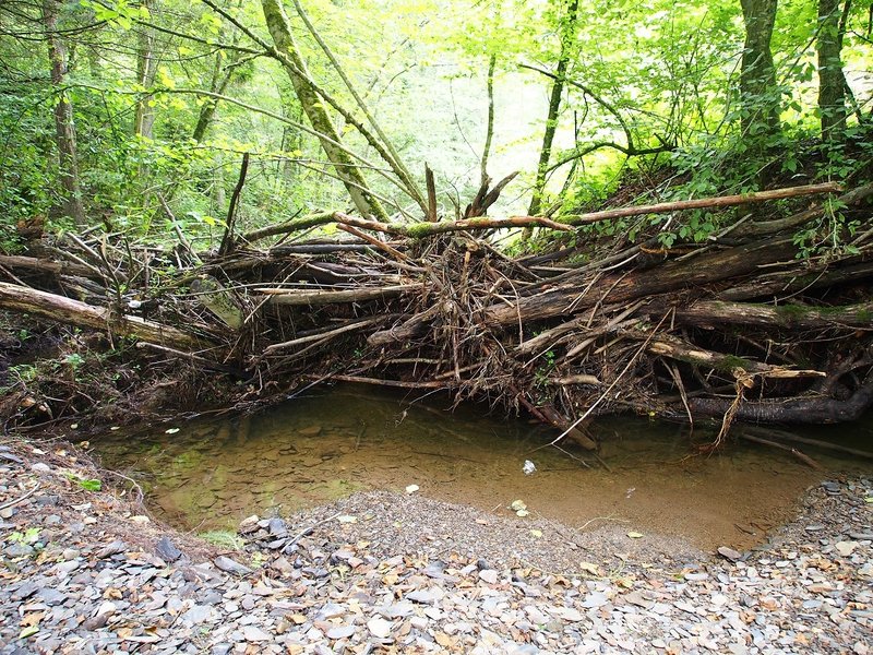 Beaver dam in the Ardennes