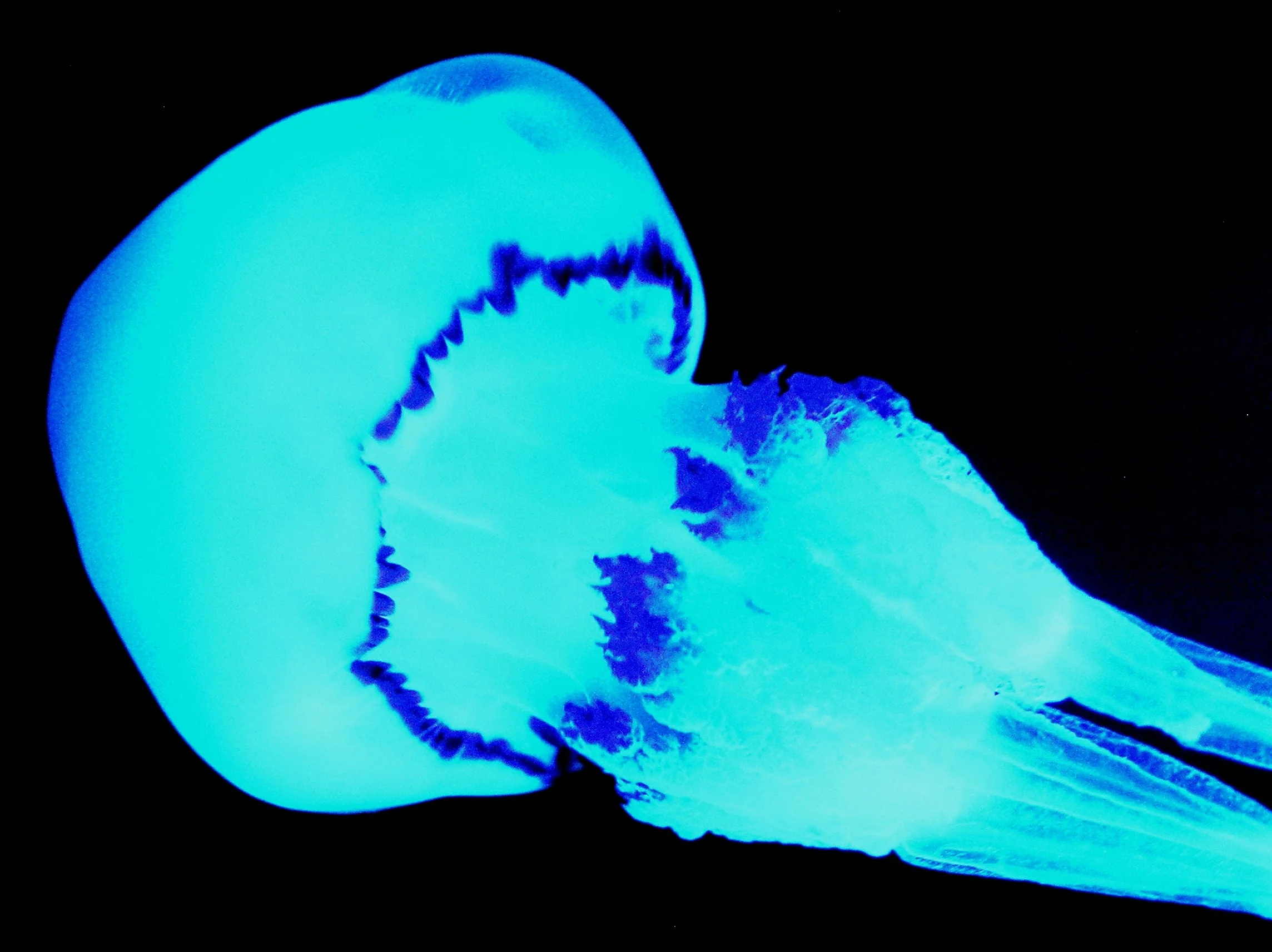 The Butterflies of the Sea
