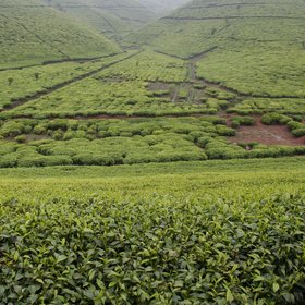 Teanza, Burundian tea hills