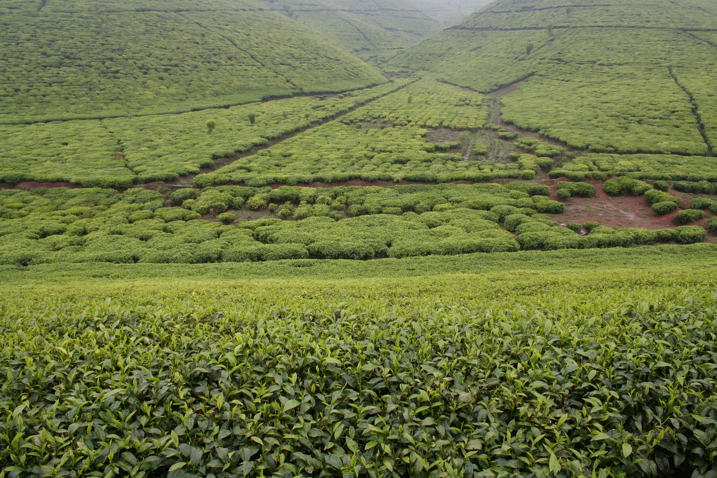 Teanza, Burundian tea hills