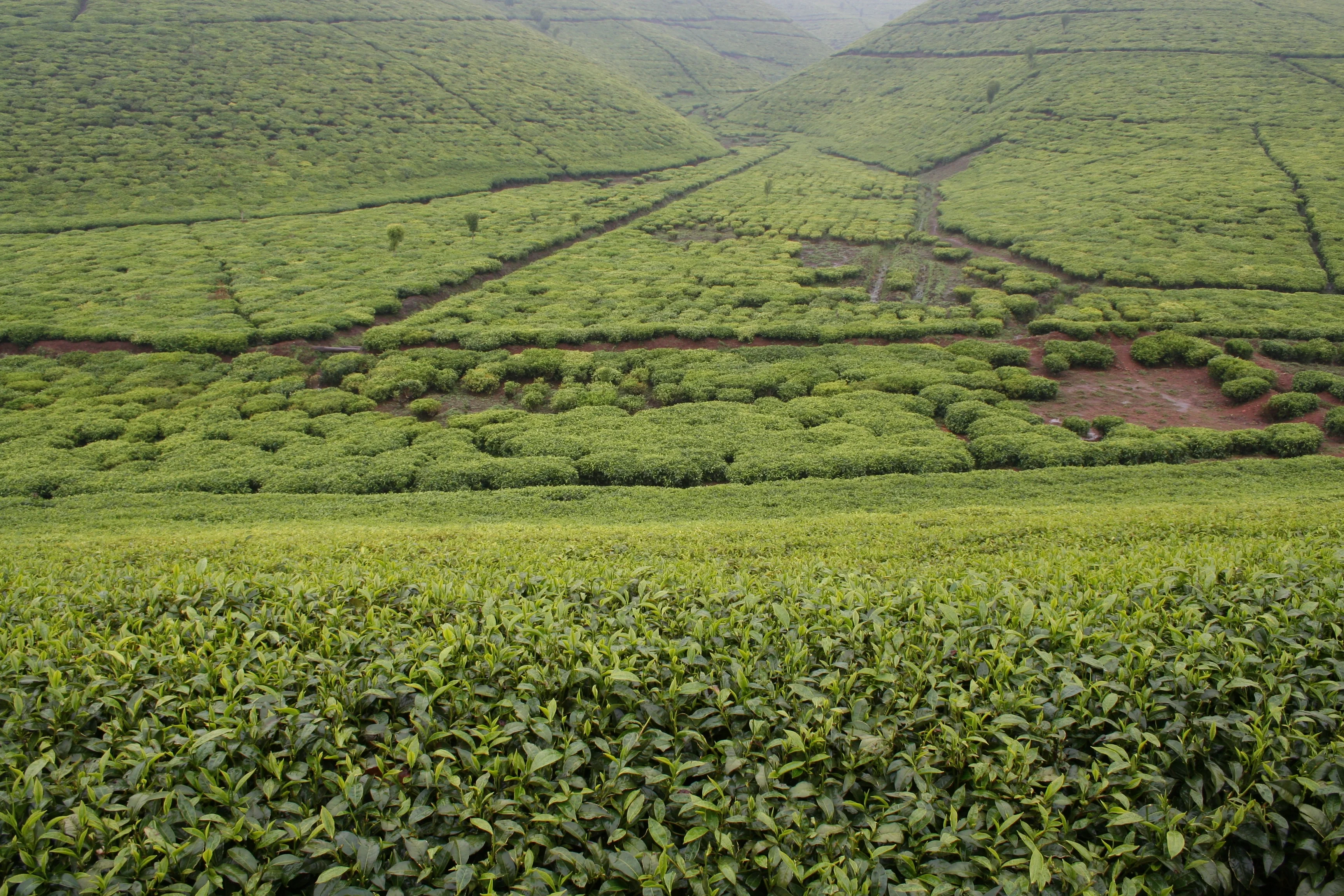Teanza, Burundian tea hills