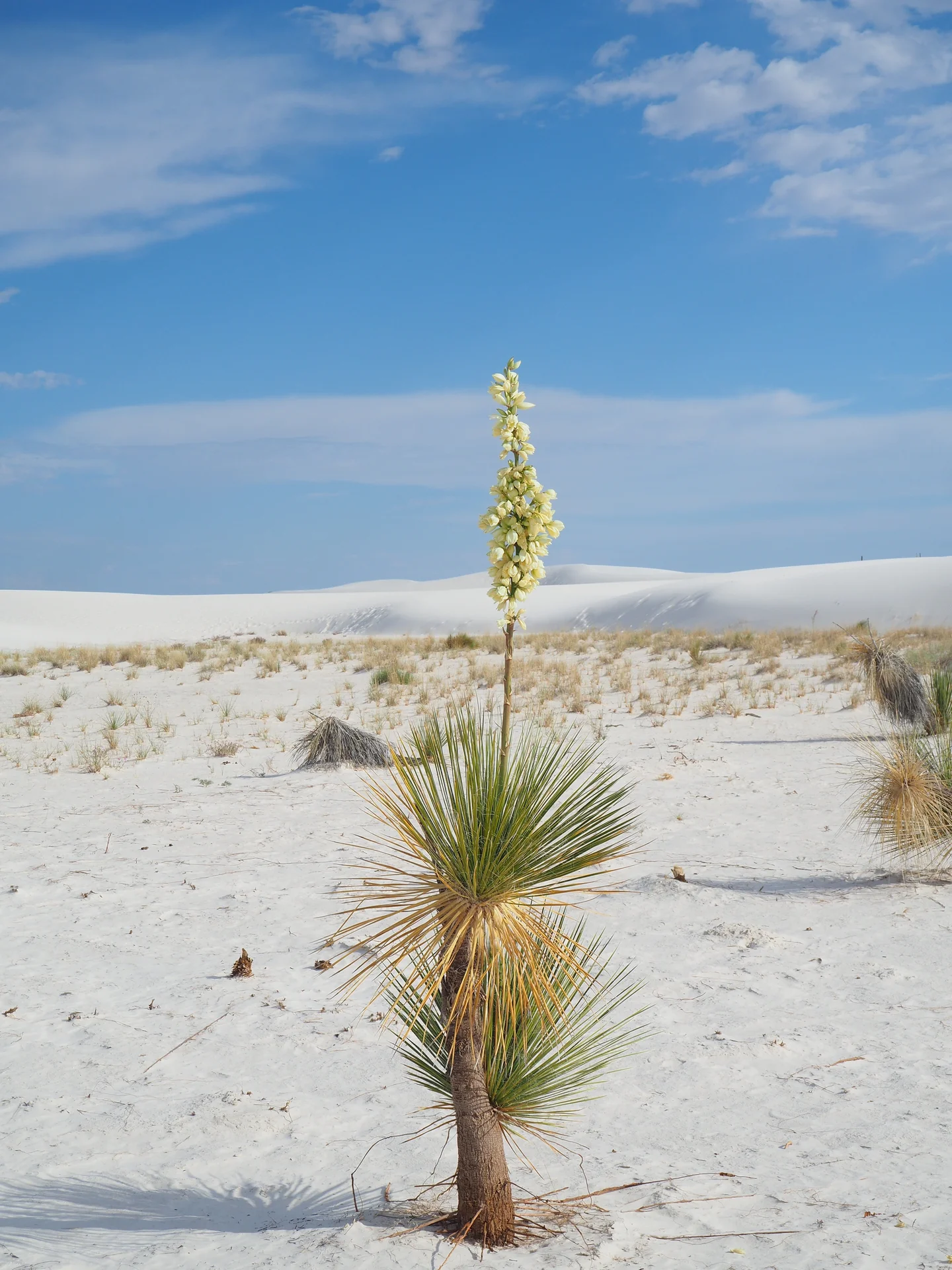 Warrior of the white sands