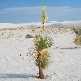 Warrior of the white sands