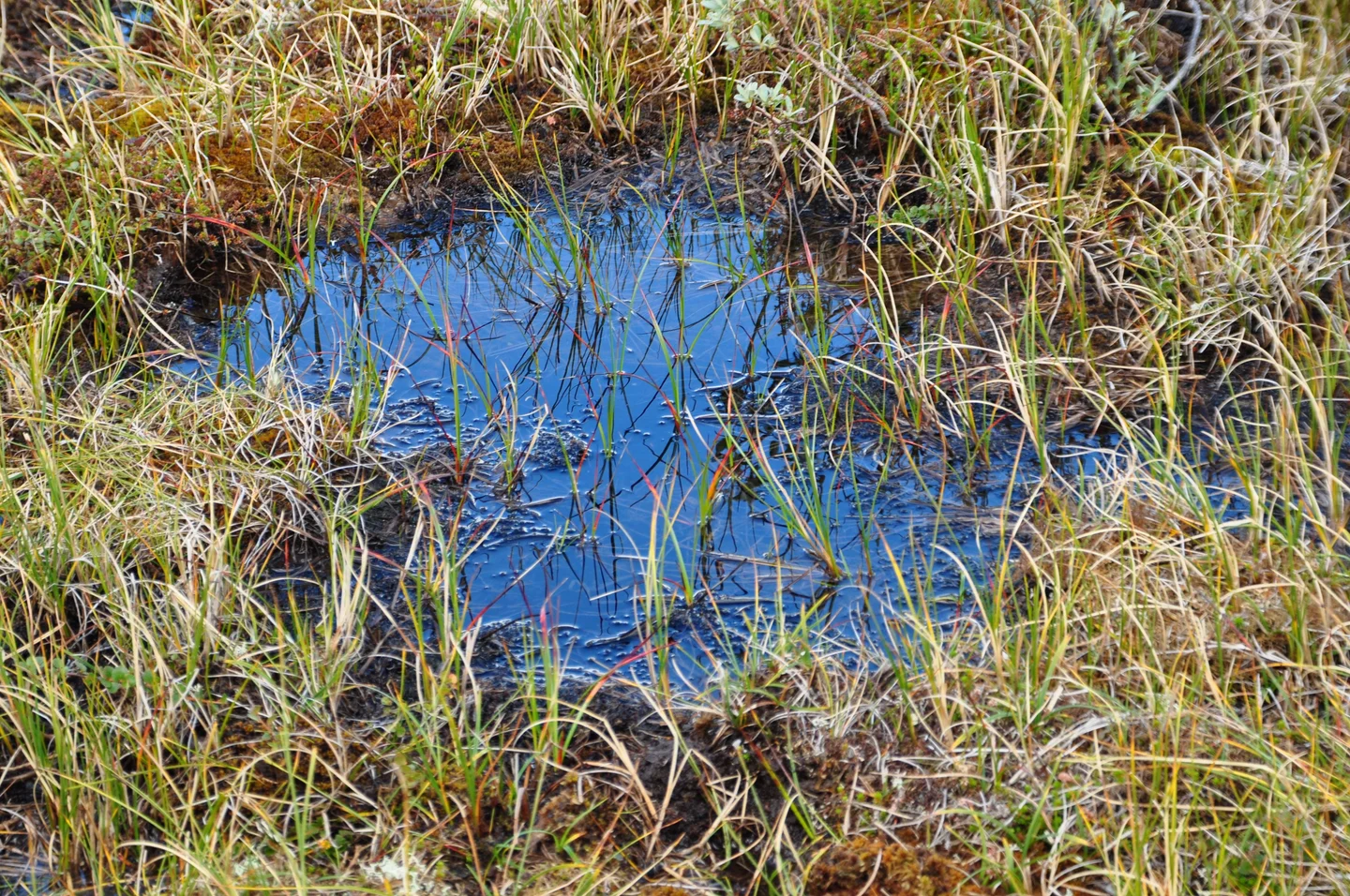 Blue sky in arctic -alpine ecosysteme