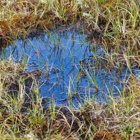 Blue sky in arctic -alpine ecosysteme