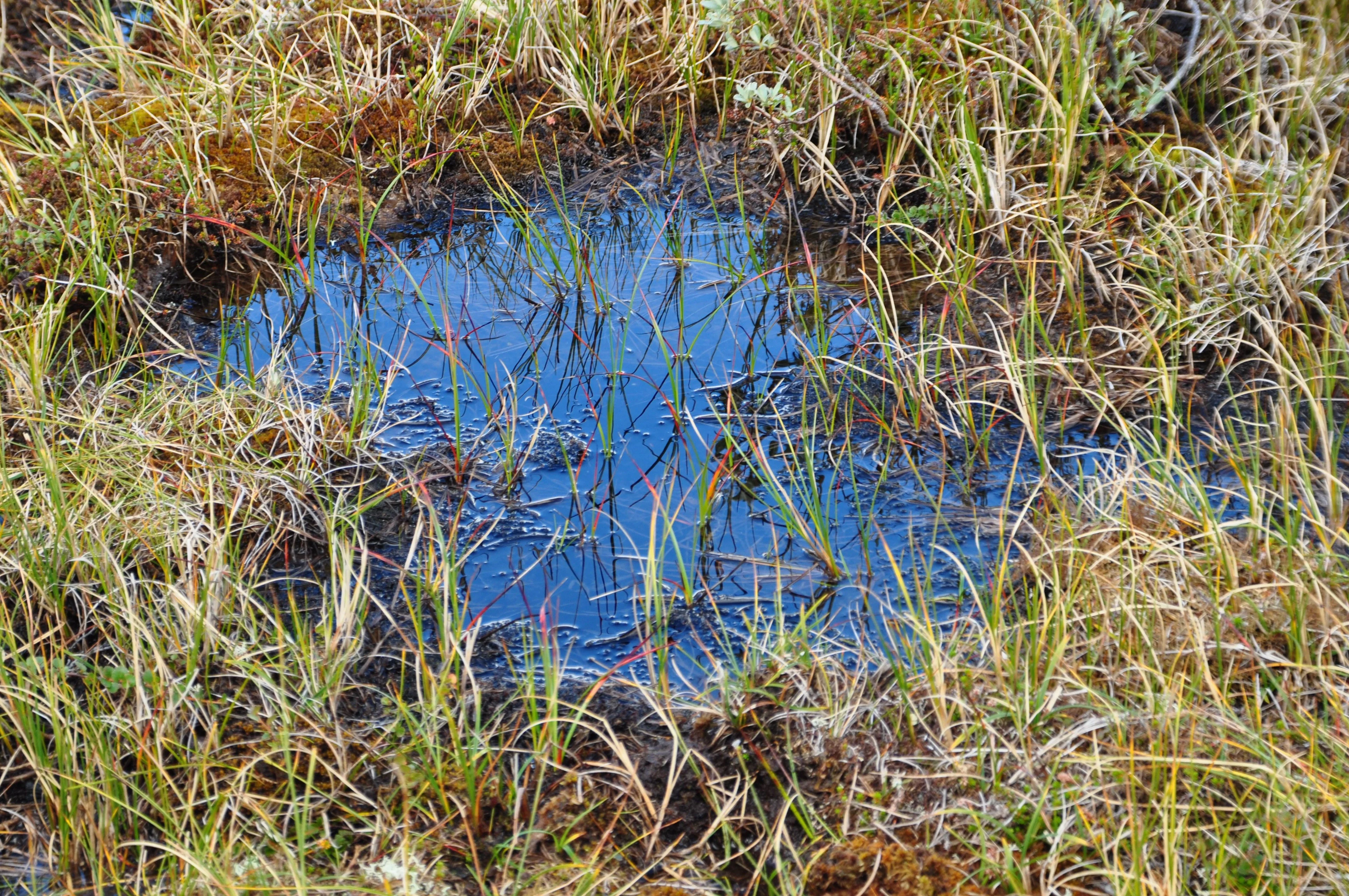Blue sky in arctic -alpine ecosysteme