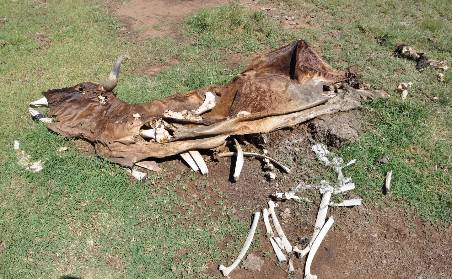 Drought in rangelands of South Africa