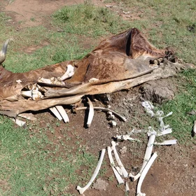 Drought in rangelands of South Africa