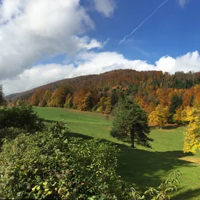 Temperate deciduous forest in the Swiss Jura mountains
